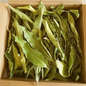 Mango tea leaves